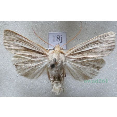 Mythimna impura (Hübner, 1808) Mokradlica bezwstydniczka Czech18j